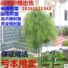 批發龍爪槐小苗 嫁接苗國槐大樹黃金槐樹 庭院樹苗垂槐雨傘樹盆栽
