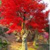 出售紅楓及紅楓古樁