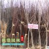 玉蘭樹苗 白 紫 黃玉蘭 玉蘭花小苗 嫁接玉蘭樹苗 廣玉蘭樹苗批發(fā)