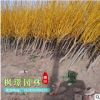 直銷黃金槐樹苗 金枝槐 4-15厘米工程綠化公園風(fēng)景樹 量大優(yōu)惠