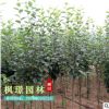 產(chǎn)地直銷 西府海棠樹苗 小苗 垂絲海棠樹苗 貼梗海棠花觀花植物