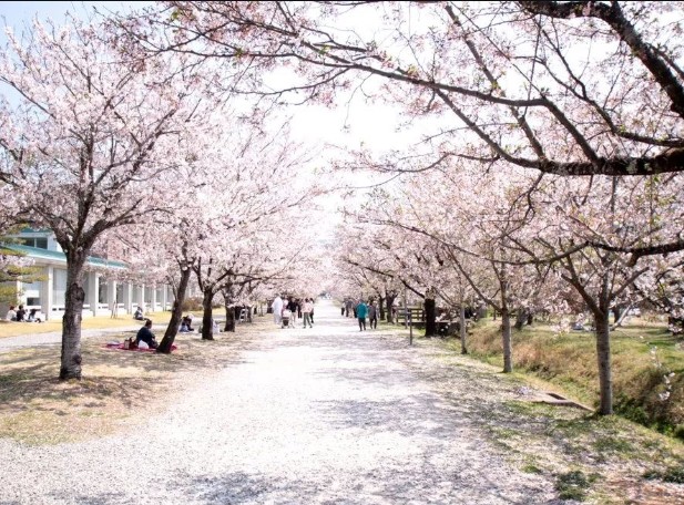 櫻花