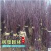 批發(fā)紅楓苗 中國紅楓苗 美國紅楓苗 日本紅楓苗