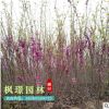批發(fā)工程綠化園林觀花紫荊小苗叢生紫荊苗 紅花紫荊 滿條紅規(guī)格全