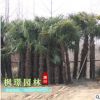 棕櫚樹苗小苗唐棕櫚山棕種子棕耙樹綠化苗木扇子樹招財(cái)樹棕竹批發(fā)