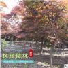 日本紅楓 批發(fā) 園林綠化木 紅楓嫁接樹 紅楓 風(fēng)景樹景觀樹