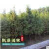 批發(fā)水杉樹 規(guī)格全 貨源足 水杉樹價(jià)格 行道樹 量大優(yōu)惠