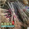 供應綠化工程苗 七葉樹 小苗 規格齊全