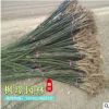 綠化苗木批發 國槐樹苗工程綠化國槐小苗 規格齊全槐樹苗