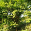 浙江紹興雞爪槭價格優惠產地直銷