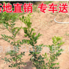 七里香杯苗 多規格供應 福建基地直銷批發