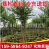 宮粉紫荊 粉紫荊 紅花紫荊 規格齊全 量大從優