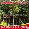 黃槿 黃槿移栽苗 風景樹 園林綠化工程苗木
