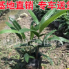 棕竹袋苗杯苗 園林景觀綠化基地供應(yīng) 棕竹小苗