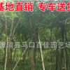 漳州黃花槐樹苗 黃槐規(guī)格齊全 產(chǎn)地直銷批發(fā)