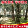 中東海棗 銀海棗基地直銷 桿高1-7米 多規(guī)格供應(yīng)