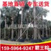 福建漳州基地批發(fā)霸王棕 多規(guī)格供應(yīng) 精品霸王棕
