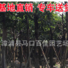 大葉榕 規(guī)格齊全 柚子大葉榕 黃葛樹 產(chǎn)地直銷