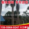 大王椰子 福建種植基地直銷 大王椰子樹報(bào)價(jià)