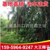 大王椰子 福建大王椰子價(jià)格 大王椰子移植苗