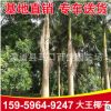 大王椰子樹 低價(jià)銷售 福建行道樹大王椰子移植苗