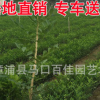 九里香 多規(guī)格供應(yīng) 福建基地直銷 大量批發(fā)