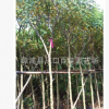 精品黃花槐 黃花槐苗批發 園林綠化工程供應