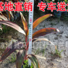 紅葉朱蕉批發 地被苗杯苗大袋苗 高25-40 大量供應