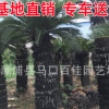 蘇鐵 鐵樹苗 小鐵樹 大鐵樹 庭院室內外盆栽