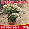 福建三角梅基地三角梅批發 綠葉櫻花三角梅 四季開花花苗盆栽