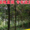 基地批發 綠植批發行道庭院園林景觀綠化工程苗木 黃花風鈴木