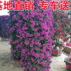 基地供應 三角梅柱 紫花三角梅柱 紅花三角梅柱 各種規格三角梅柱