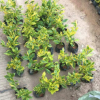 基地供應 金邊假連翹 地被假植苗綠化小苗 籬笆樹常綠小灌木批發