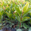 批發龍船花地被苗 福建漳州種植基地直銷 多規格供應 量大價優