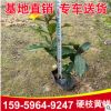 基地批發 硬枝黃蟬地被袋苗綠植 行道園林庭院綠化景觀工程苗