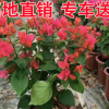 園區綠化四季紅勒杜鵑盆景 三角梅水紅 批發葉子花苗 勒杜鵑