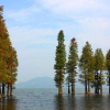 中山杉