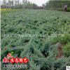 優(yōu)質(zhì)鋪地柏苗 地柏小苗 常綠小灌木 地被綠化苗木批發(fā) 基地直銷