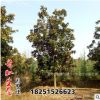 工程綠化苗廣玉蘭花苗基地直銷苗白玉蘭紅玉蘭紫玉蘭規(guī)格齊全