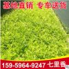 福建七里香批發(fā) 七里香園林綠植觀賞植物基地供應(yīng) 七里香價(jià)格