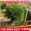 防風(fēng)護(hù)林木麻黃球千頭木麻黃 種植景觀樹行道庭院陽(yáng)臺(tái)綠植盆栽