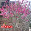 優(yōu)質(zhì)碧桃樹 紫葉碧桃 紫葉桃 大量現(xiàn)貨 花卉綠化苗木 基地直供