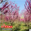 批發(fā)供應(yīng)優(yōu)質(zhì)綠化苗木 紫荊花 叢生紫荊 風(fēng)景樹苗 綠化工程直銷