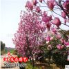 直銷批發(fā)玉蘭樹苗 玉蘭小苗 紫 白 黃 綠化苗木 基地自產(chǎn)自銷