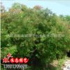 苗圃直銷黃櫨小苗 供應(yīng)現(xiàn)貨現(xiàn)挖黃櫨綠化苗木 規(guī)格齊全 量大優(yōu)惠