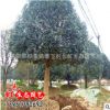 基地直銷樸樹苗批發(fā) 優(yōu)質(zhì)的苗木 樸樹苗量大優(yōu)惠 易存活 規(guī)格齊全