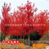 批發(fā)美國(guó)紅楓樹苗.日本紅楓.中國(guó)紅楓嫁接苗.紅楓小苗品種齊全