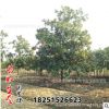 工程綠化苗廣玉蘭花苗基地直銷苗白玉蘭紅玉蘭紫玉蘭規(guī)格齊全