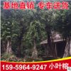 基地供應(yīng)細葉榕苗木 風景樹綠化苗小葉榕 精選苗大量批發(fā)
