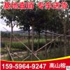 綠化苗木高山榕 基地供應(yīng)精選風景樹高山榕 建筑工程苗木